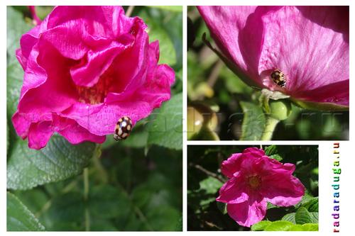 Цветочное творчество