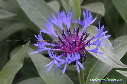 Цветочное творчество