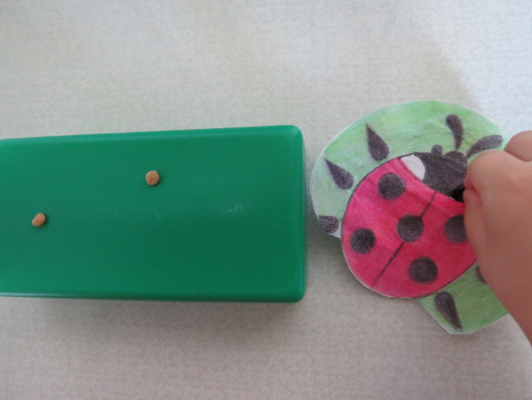 ТН "Как растут овощи" Отчет день 4