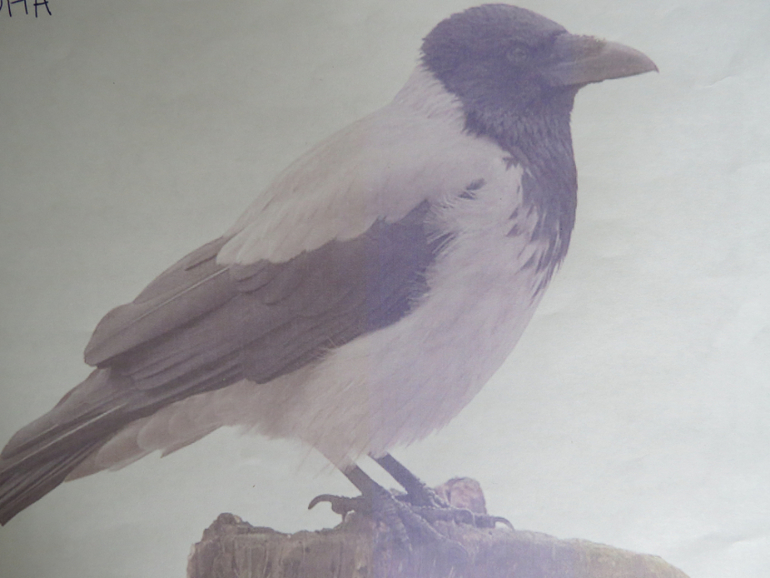 ТН "Как растут овощи" Отчет день 4