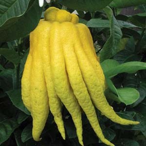 Продам укорененные черенки цитрусовых