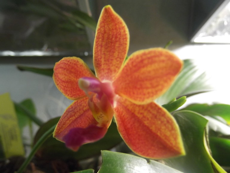 Продаются орхидеи - от 300 руб.