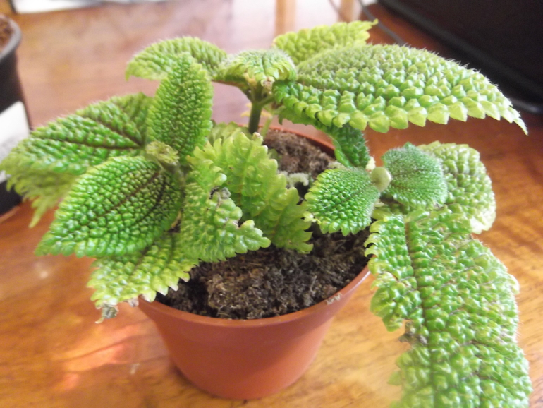 Скажите, как его зовут?)))