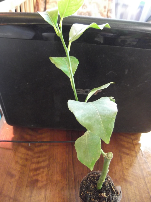 Продам укорененные черенки цитрусовых