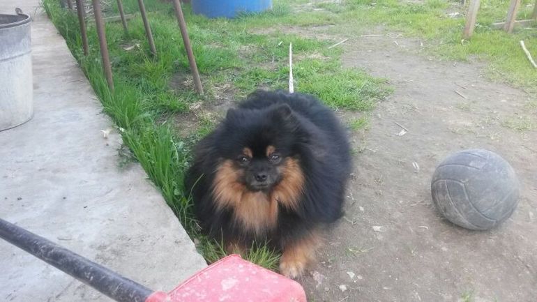 ищем невесту. щпиц