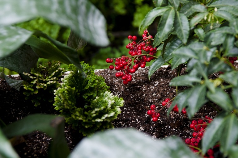 Утопия,парк орхидей в кибуце Бахан.