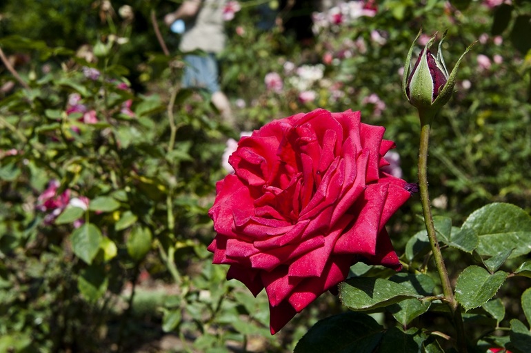 Утопия,парк орхидей в кибуце Бахан.