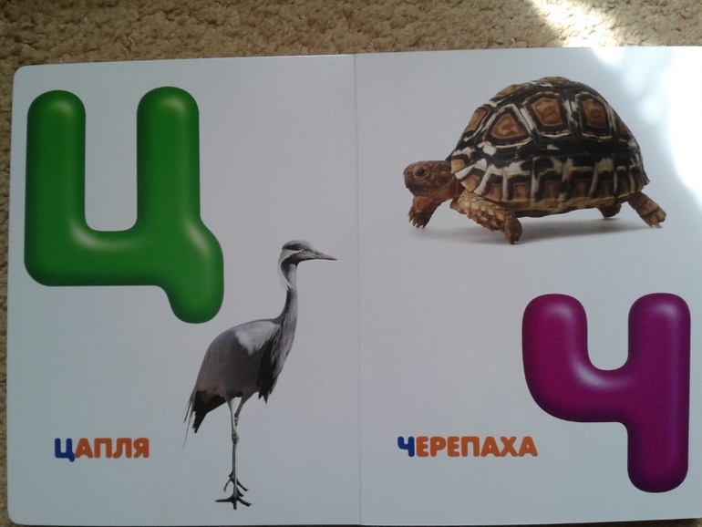 Живой алфавит с крупными буквами