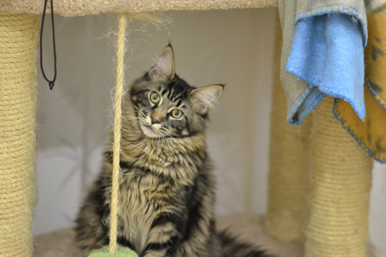 Подрощенные котята мейн-кун, питомник, Санкт-Петербург