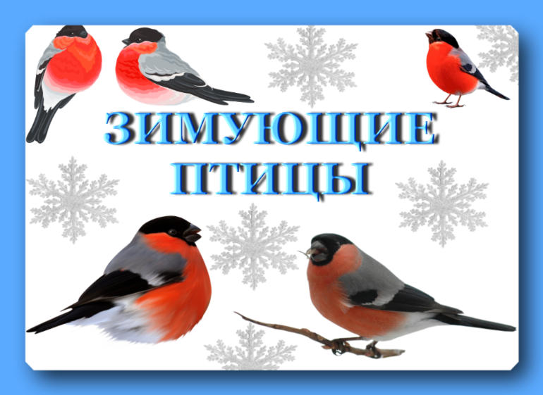 Картинки покормите птиц зимой для дошкольников