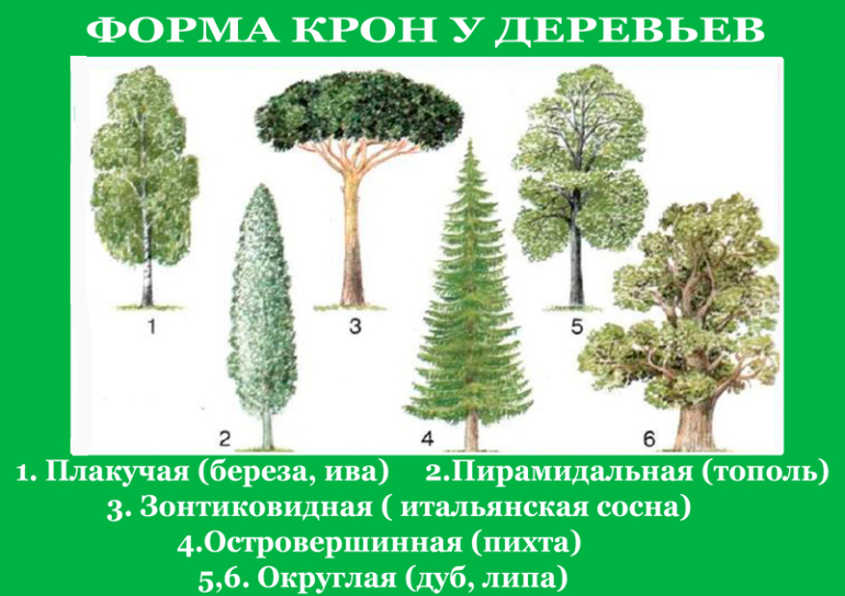 10 деревьев названия. Строение дерева. Внешнее строение дерева. Виды деревьев в Москве. Виды деревьев в Курской области.