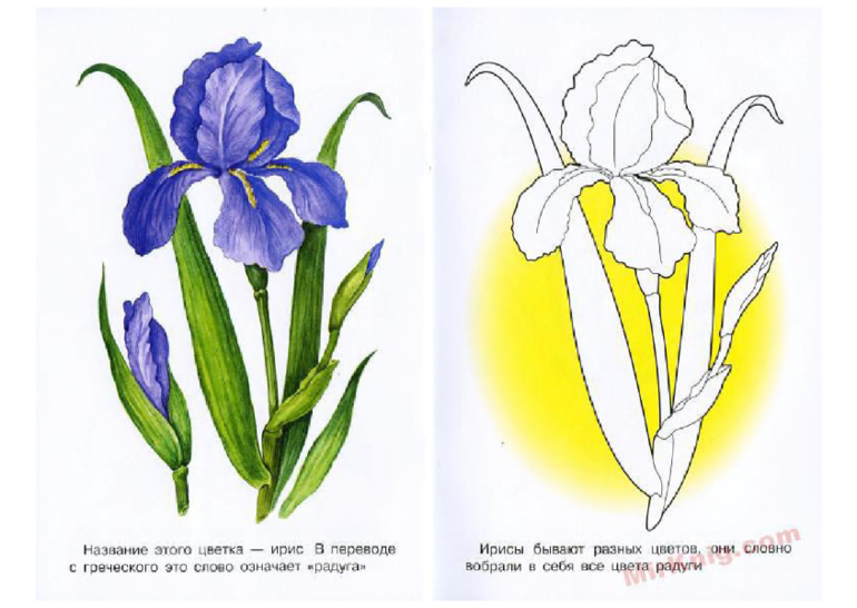 Ирис сибирский рисунок