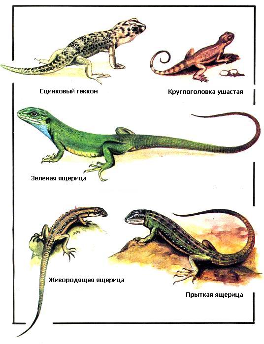 Укажите к каким классам и отрядам относятся животные приведенные на рисунке саламандра ящерица