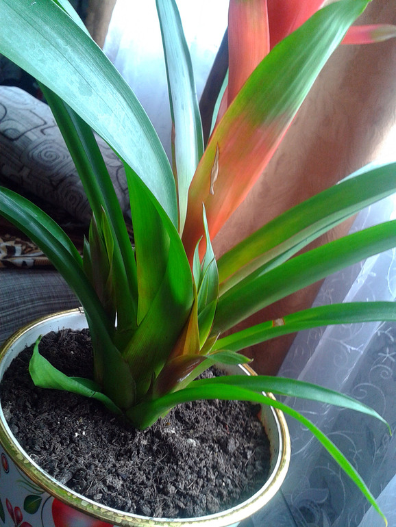 Мои цветочки и вопросы к ним ... 2