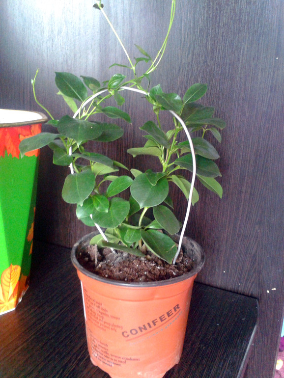 Мои цветочки и вопросы к ним ... 2