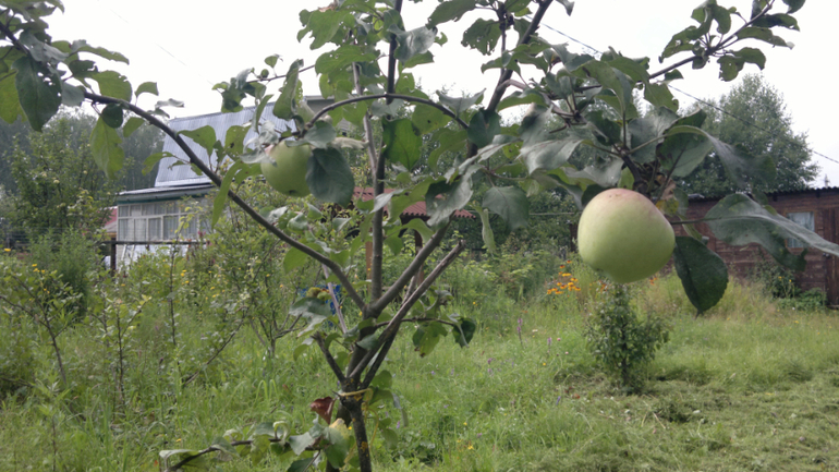 Продаеться два участка: с.Нижнее Хорошово г.Коломна 15-18 соток, ст Тихая поляна . д.Скурыгино г.Чех
