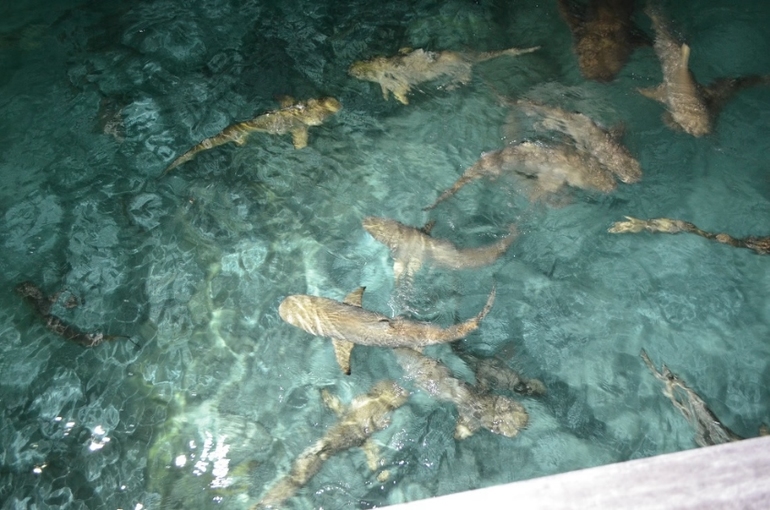 Хороший отель, очаровательное море и скучное питание!