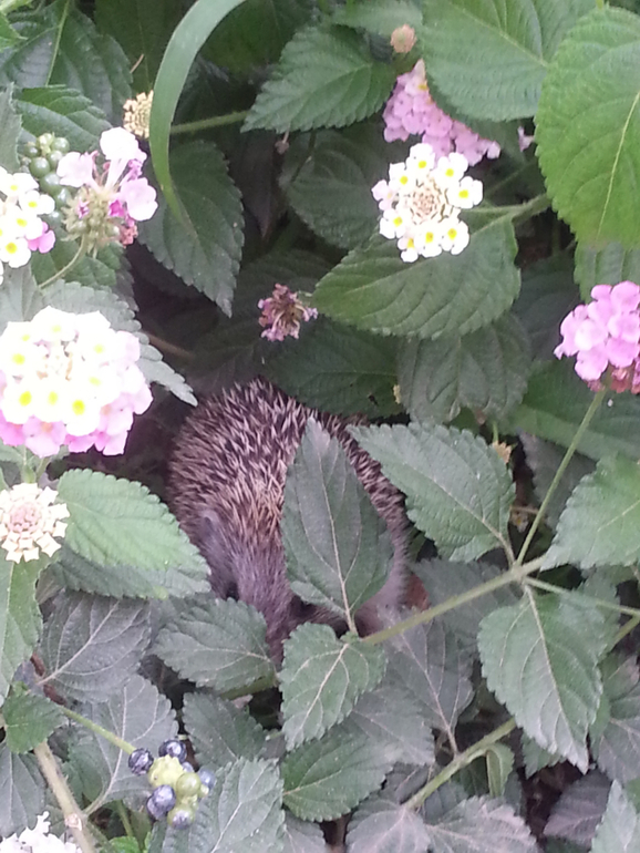 Турляндия 23.05-03.06.2014