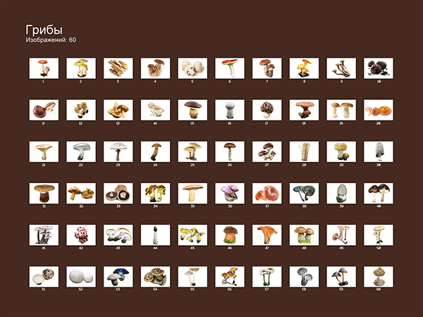 Грибы
