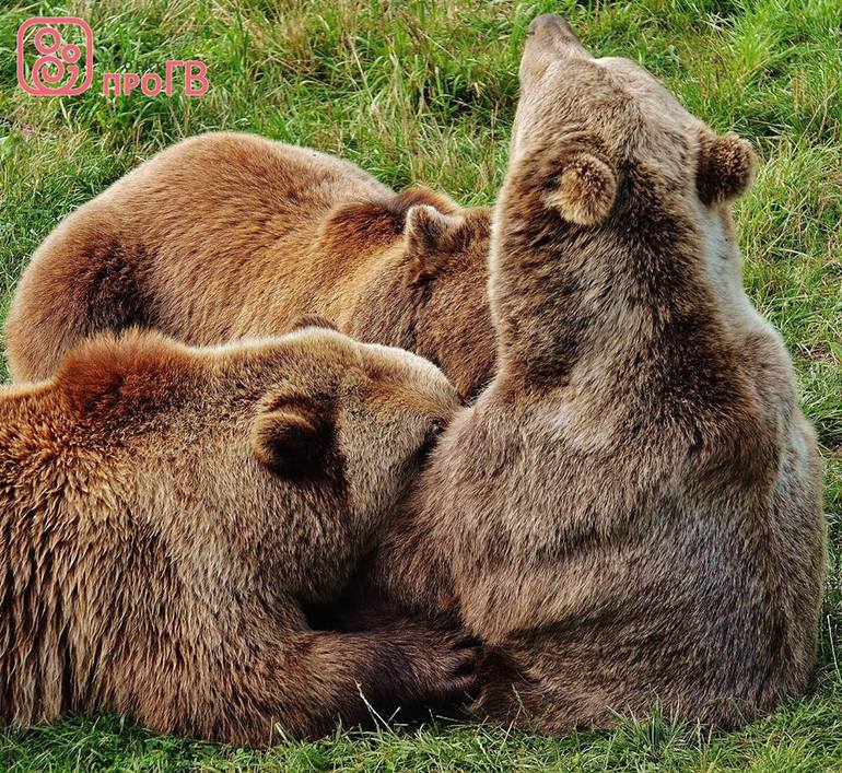 Про медведиц и медвежат | форум Babyblog