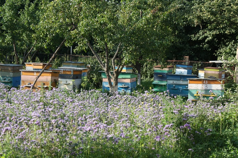 Мед подмосковный