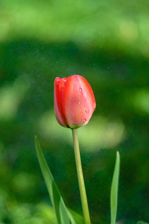 Майские цветы