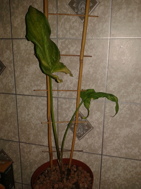 Спасайте,девочки!!!!!!!!!