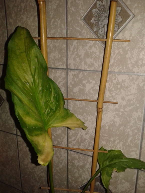 Спасайте,девочки!!!!!!!!!