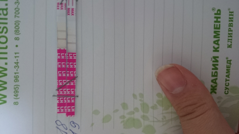 Яйцеклетка после овуляции. График бт с ову. График базальной температуры норма при цикле 28. 11 день цикла. Па за 2 дня до овуляции.