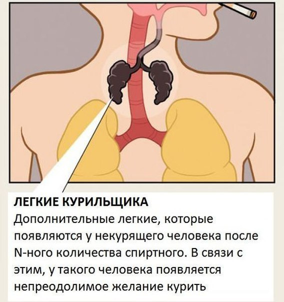 Органы человеческого тела, о которых мы не знали
