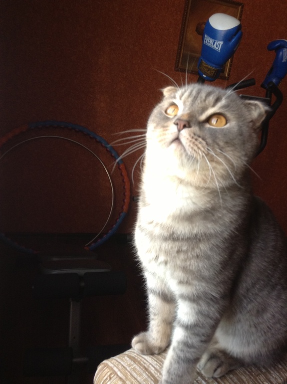 Просто показаться)))