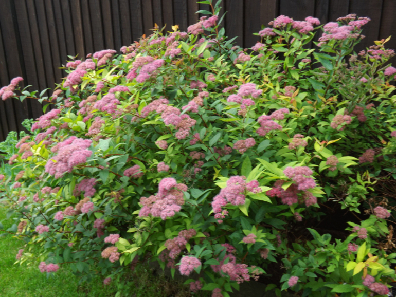 Наш цветущий сад))