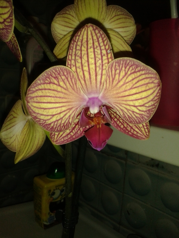 Помогите моей Орхи!!