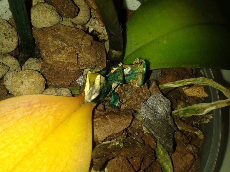 Помогите моей Орхи!!