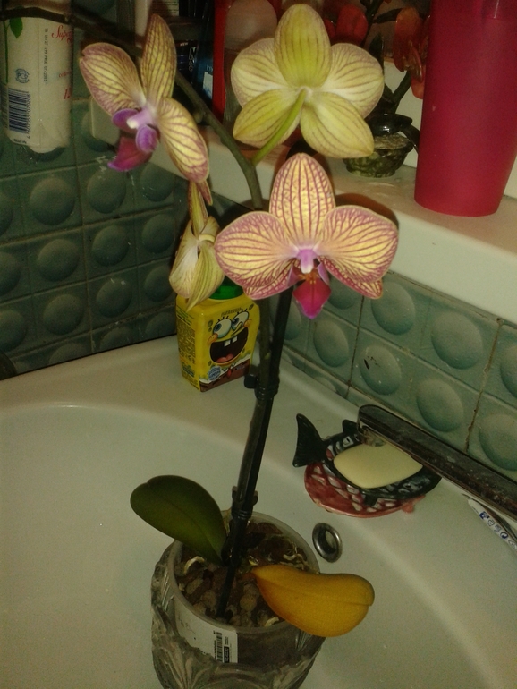 Помогите моей Орхи!!