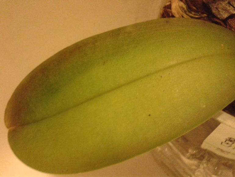 Помогите моей Орхи!!