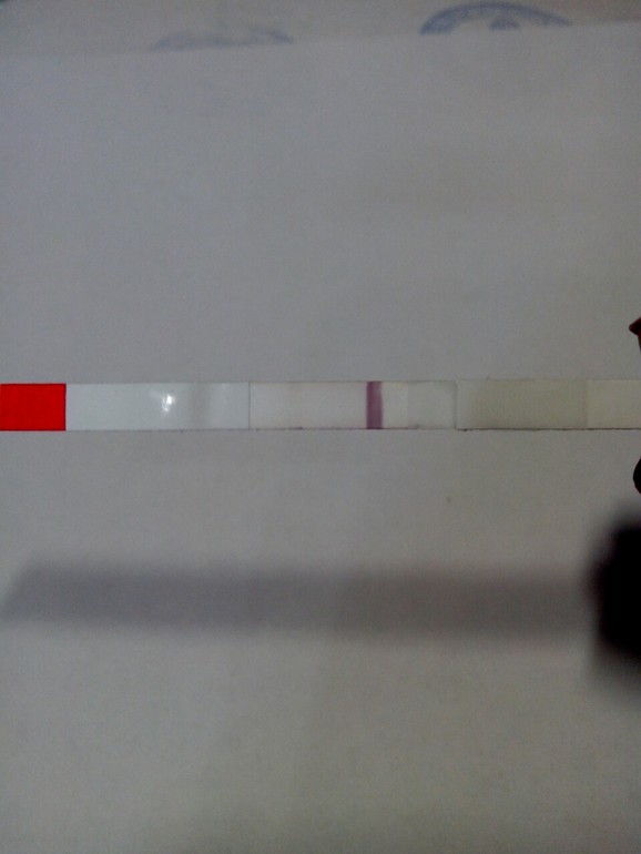 ББ тест..............