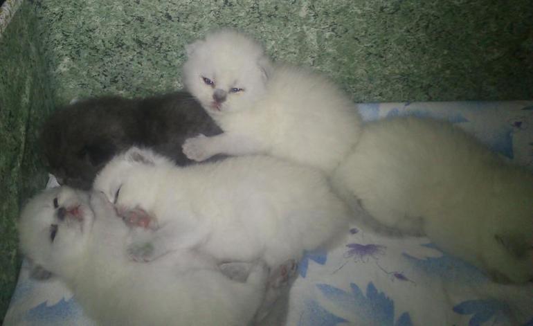 Малышам 2 недельки!