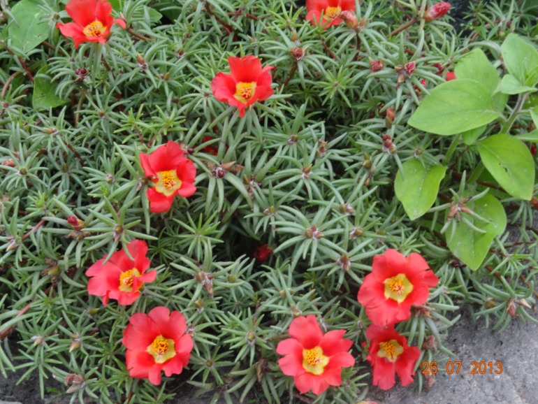 Наш отпуск в Октябрьском Курской обл.