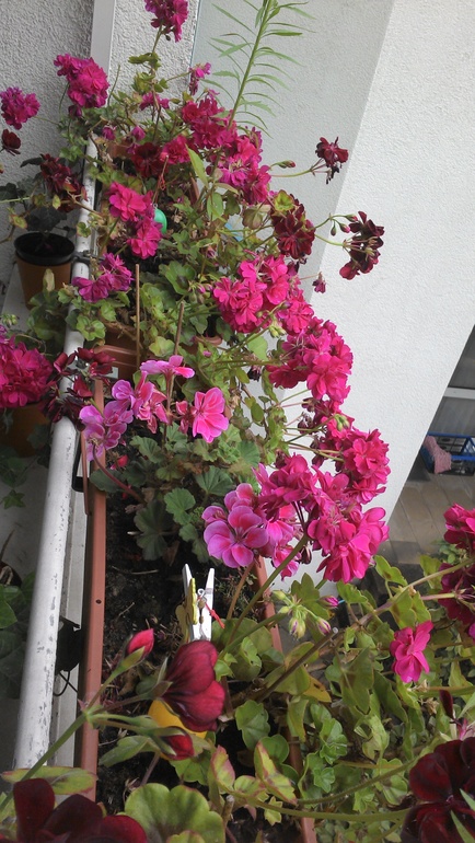 цветы на балконе