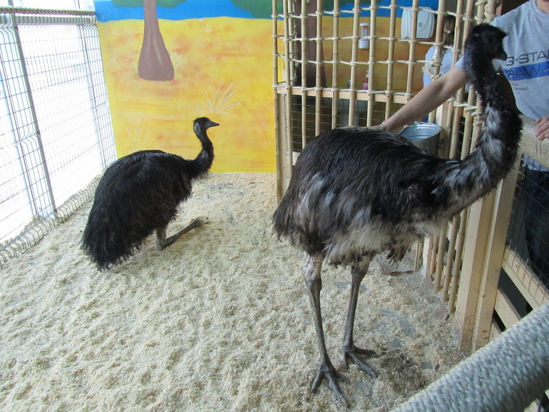 Контактный зоопарк Теплый стан