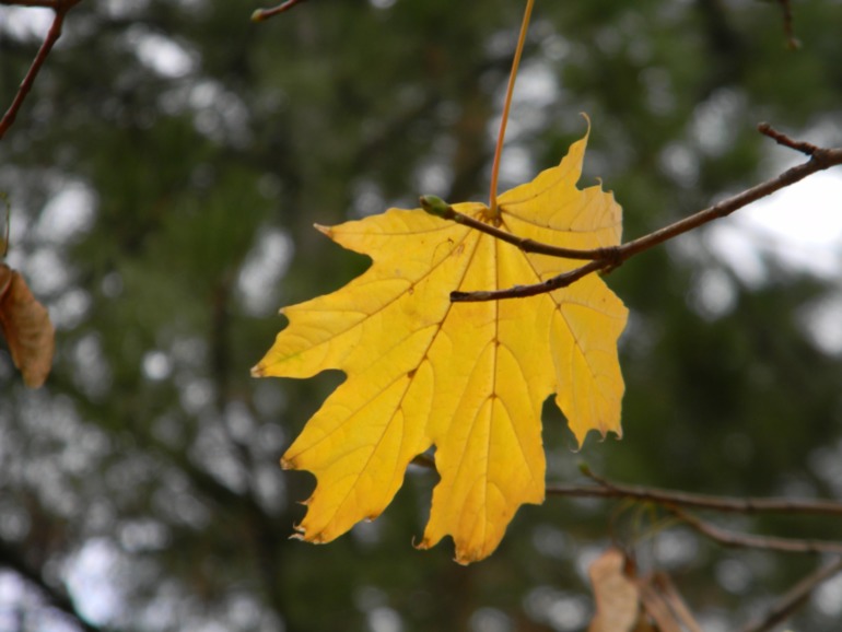 Просто осень.