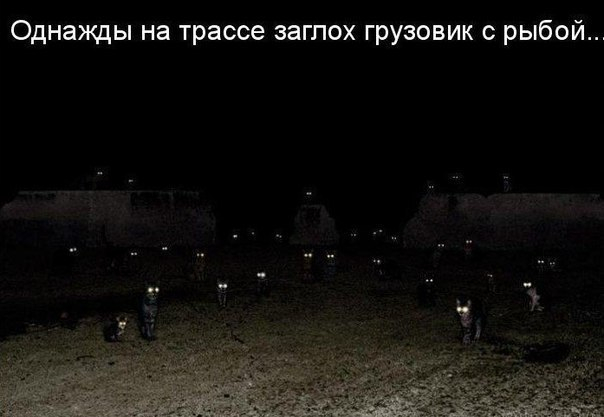 Котокартинки)