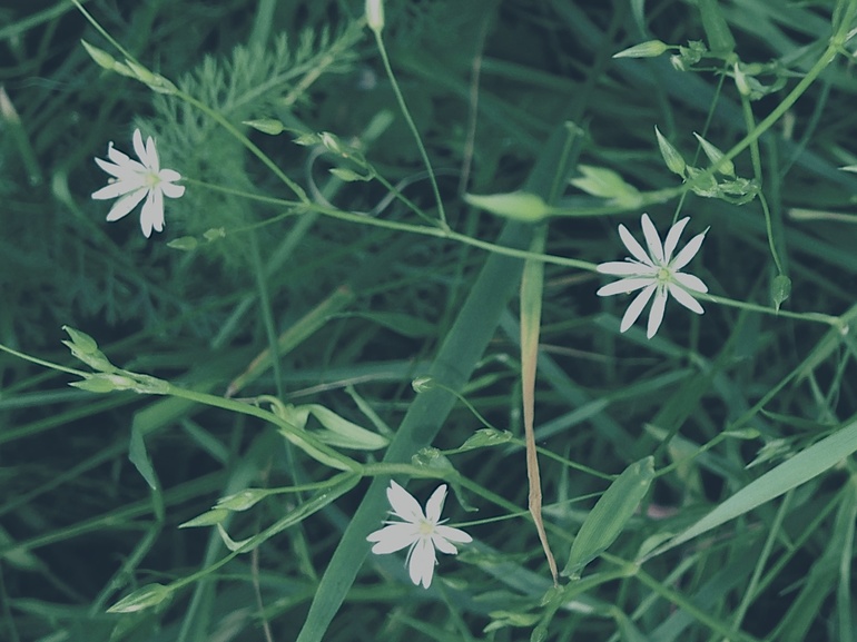 про Пушистые Шарики или про безымянные тропы