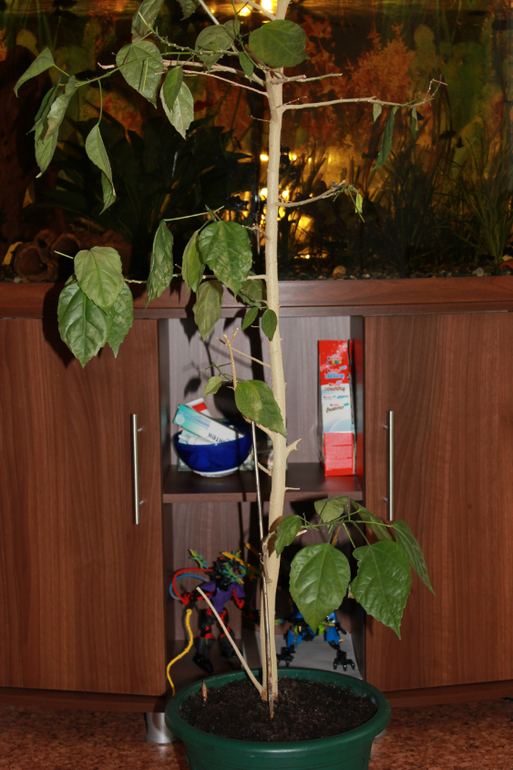 Помогите спасти цветок.