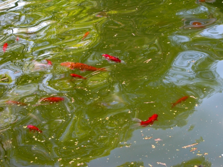 Аптекарский огород 2014