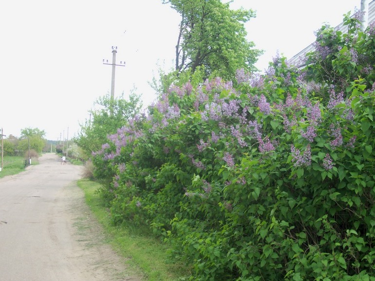 Сирень