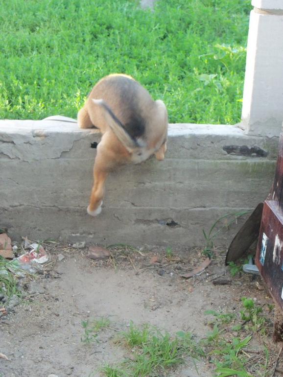 Зверьё моё.