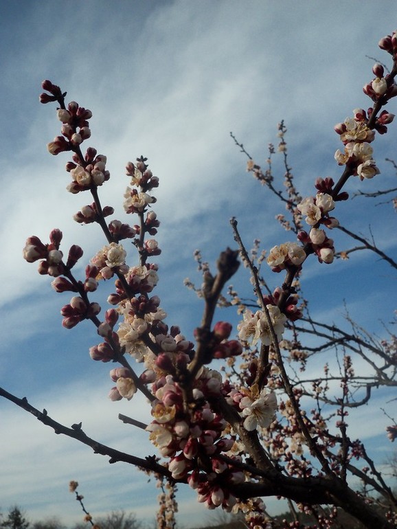 Цветение абрикос.