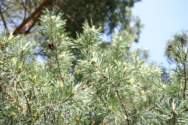 Японский сад.